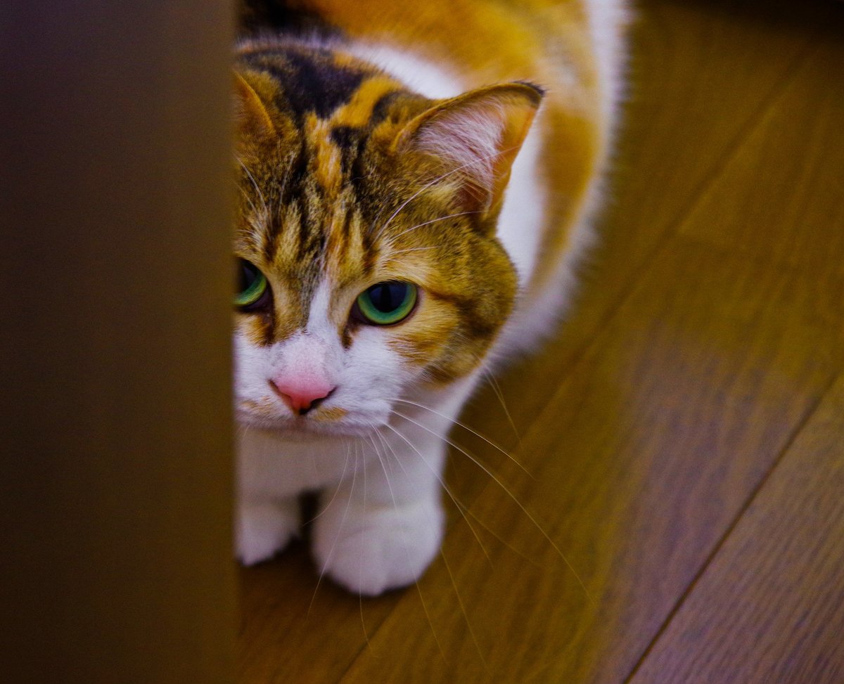 「猫語の翻訳アプリ」は愛猫の気持ちを本当に教えてくれる? | SYNCHRONOUS シンクロナス