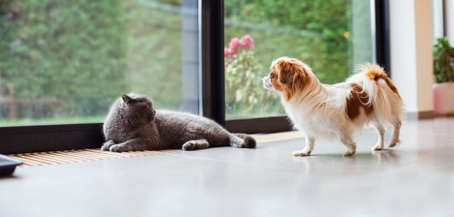 室内の窓際にいる猫と犬