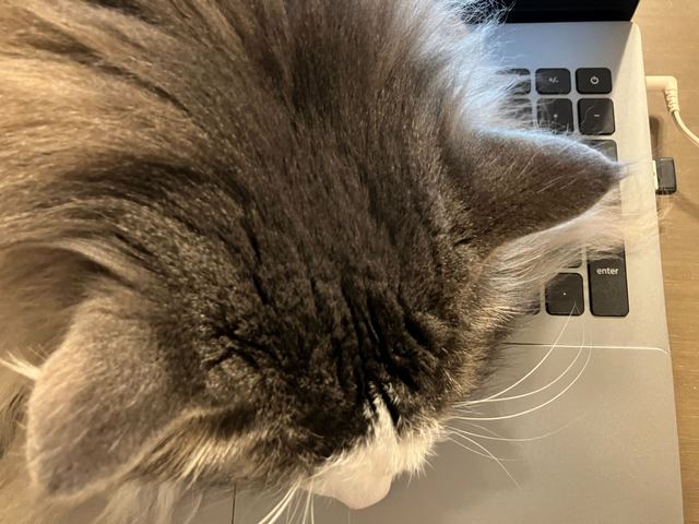 ノートパソコンのキーボードの上に乗った、猫の頭を真上から見たところ。